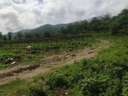 बैतडीमा नमूना कृषि गाउँ बाँझै प्रकरण  : स्थानीय प्रशासनले लियो चासो 
